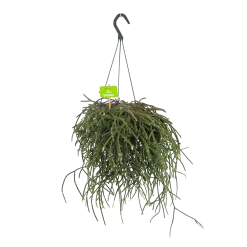 Rhipsalis Pilocarpa - In Hangpot - P17 H40 - Kamerplant