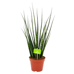 Sansevieria Fernwoord Mikado - Vrouwentong - P14 H55 - Kamerplant