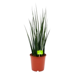 Sansevieria Fernwoord Mikado - Vrouwentong - P19 H75 - Kamerplant