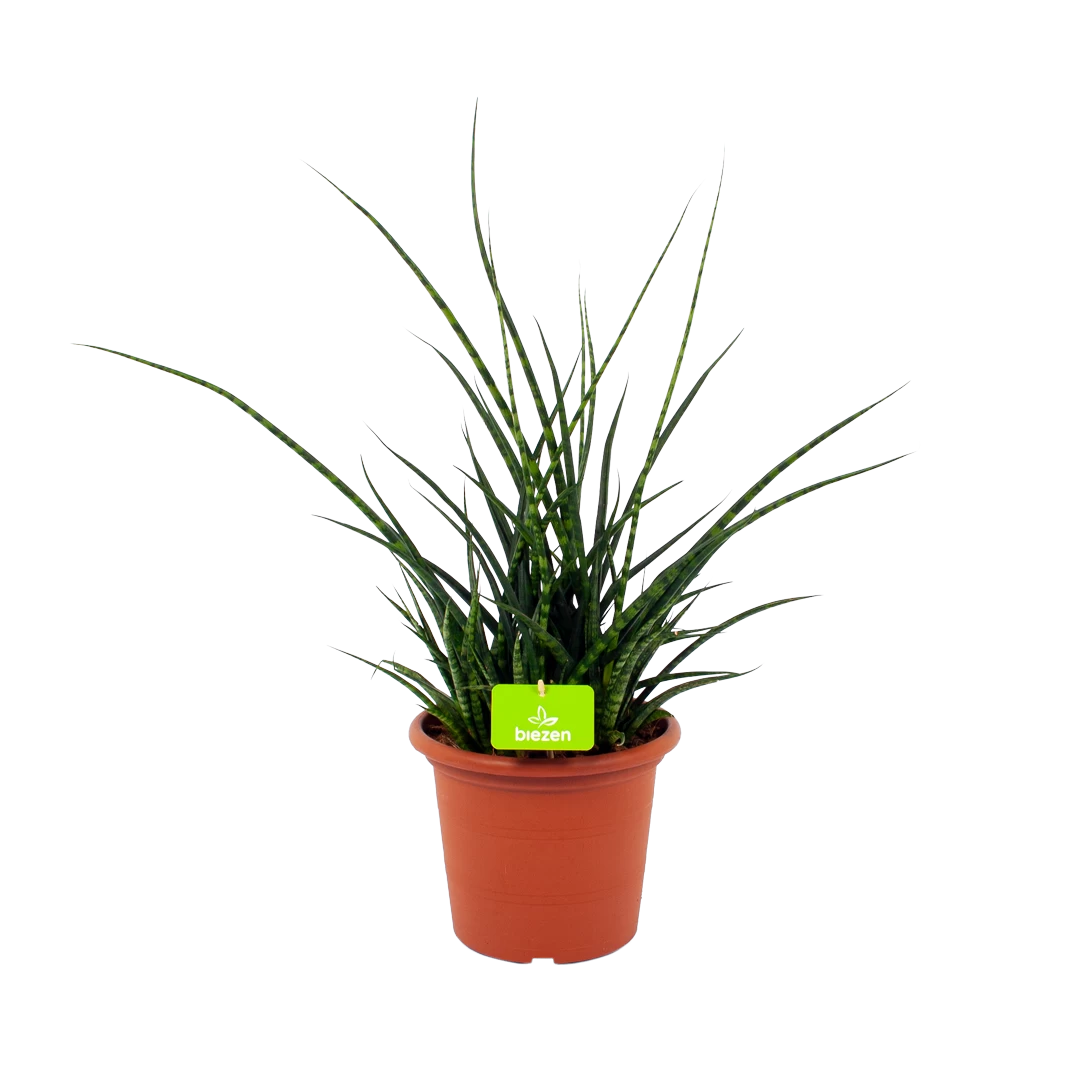 Sansevieria Fernwoord Punk - Vrouwentong - P25 H60 - Kamerplant 1 Sansevieria Fernwoord Punk - Vrouwentong - P25 H60 - Kamerplant