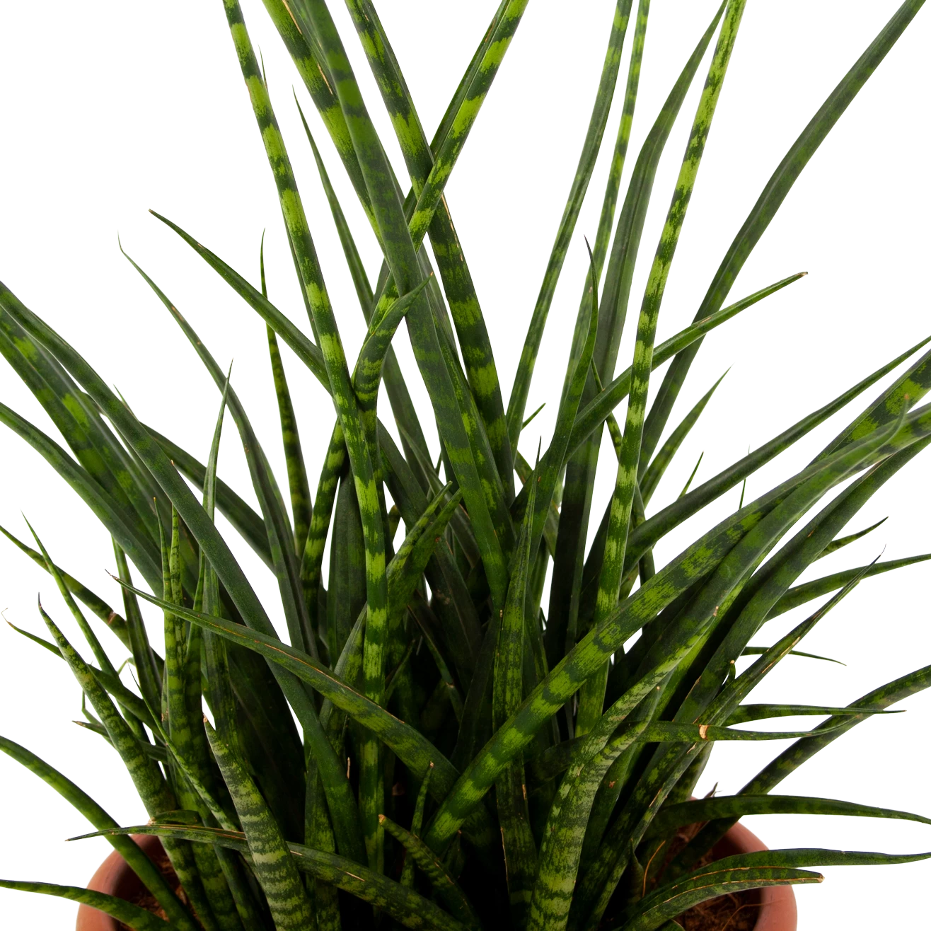 Sansevieria Fernwoord Punk - Vrouwentong - P25 H60 - Kamerplant 2 Sansevieria Fernwoord Punk - Vrouwentong - P25 H60 - Kamerplant - Afbeelding 2