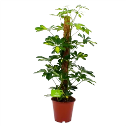 Schefflera Arboricola Gold Capella Mosstok - Vingerboom - P19 H75 - Kamerplant