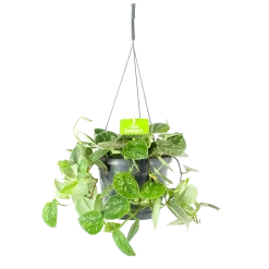 Scindapsus Pictus Argyraeus - Epipremnum - In Hangpot - P17 H40 - Kamerplant