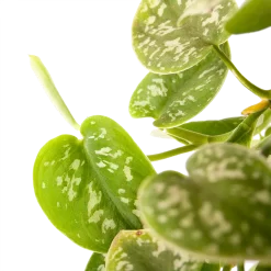 Warentuin -Warentuin scindapsus pictus argyraeus epipremnum in hangpot p17 h40 5