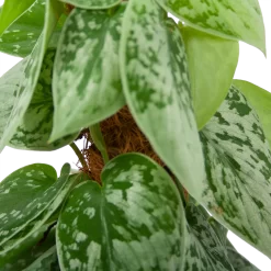 Scindapsus Pictus Silvery Ann Op Mosstok - Epipremnum - P15 H60 - Kamerplant -Warentuin scindapsus pictus silvery ann op mosstok epipremnum p15 h60 5 3