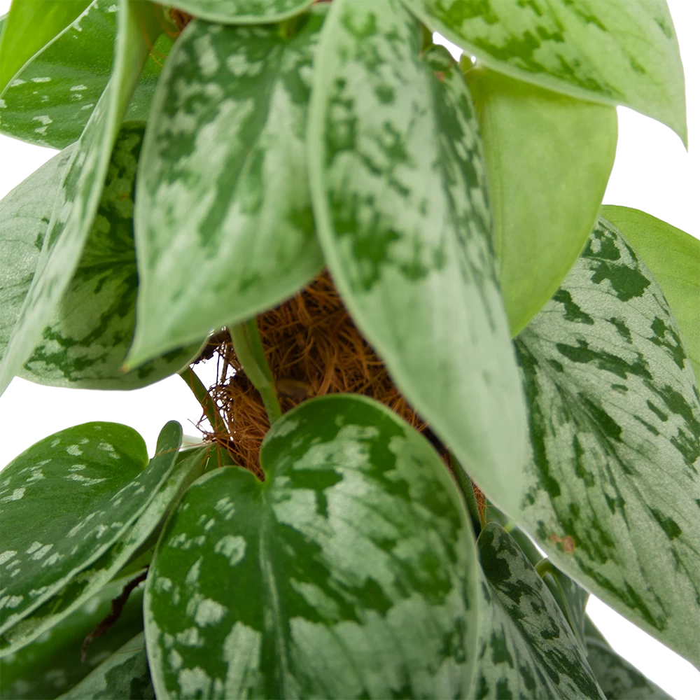 Scindapsus Pictus Silvery Ann Op Mosstok - Epipremnum - P15 H60 - Kamerplant - Afbeelding 3