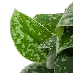 Scindapsus Pictus Silvery Ann Op Mosstok - Epipremnum - P15 H60 - Kamerplant -Warentuin scindapsus pictus silvery ann op mosstok epipremnum p15 h60 6 3