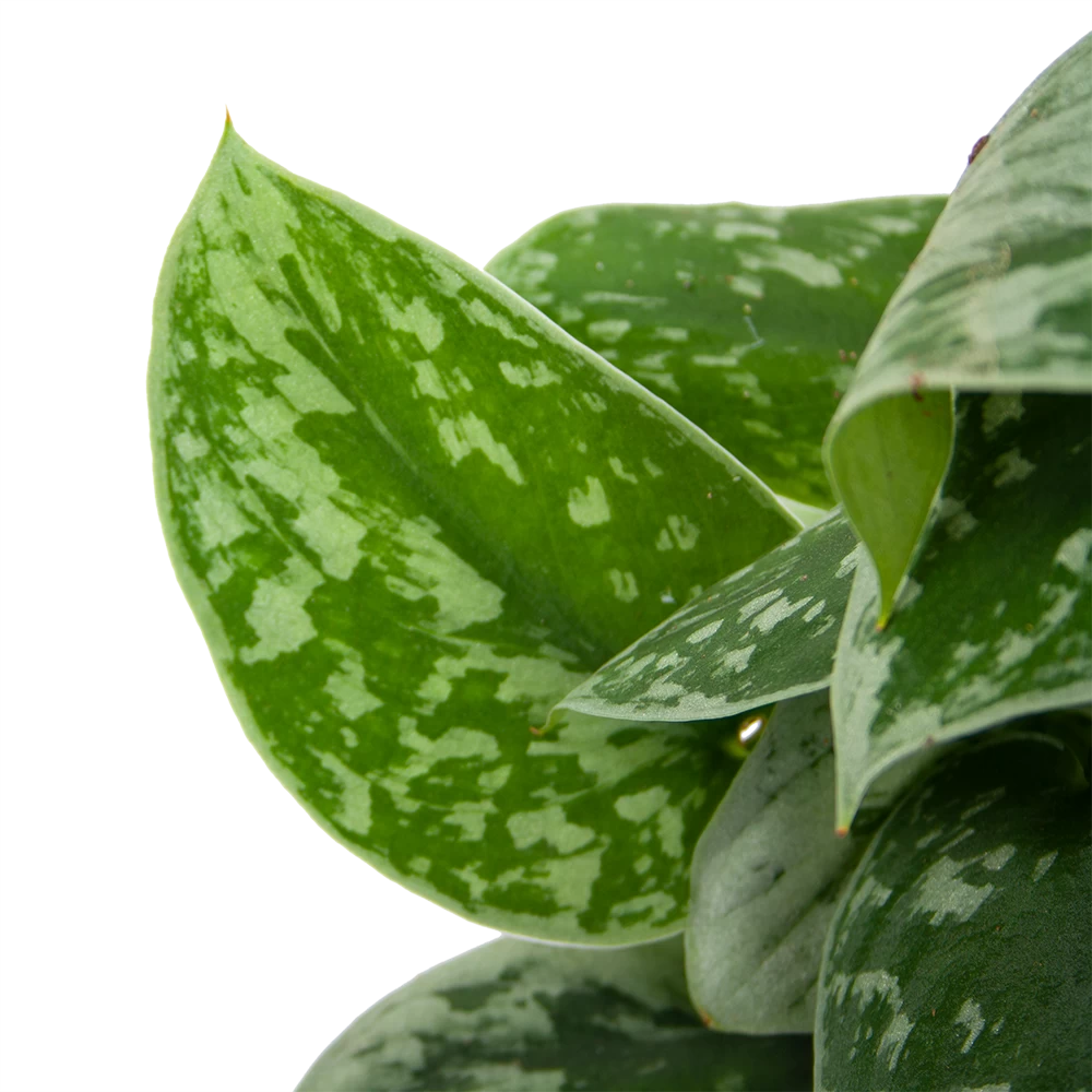 Scindapsus Pictus Silvery Ann Op Mosstok - Epipremnum - P15 H60 - Kamerplant - Afbeelding 4