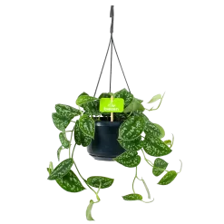 Scindapsus Pictus Trebie - Epipremnum - In Hangpot - P15 H20 - Kamerplant