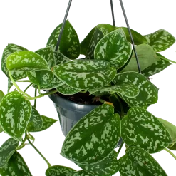 Warentuin -Warentuin scindapsus pictus trebie epipremnum in hangpot p15 5 1