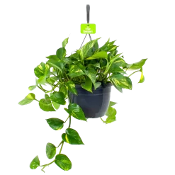 Scindapsus Pinnatum Aureum - Epipremnum - In Hangpot - P17 H35 - Kamerplant