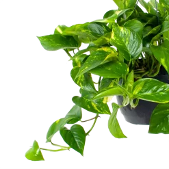 Warentuin -Warentuin scindapsus pinnatum aureum epipremnum hangpot p20 5