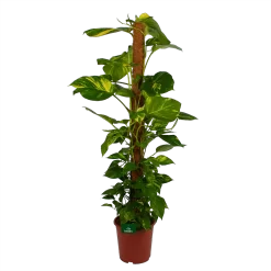 Scindapsus Pinnatum Aureum Op Mosstok - Epipremnum - P27 H150 - Kamerplant