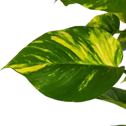 Warentuin -Warentuin scindapsus pinnatum aureum op mosstok epipremnum p27 h150 3