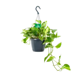 Scindapsus Pinnatum Marble Queen - Epipremnum - Hangpot - P17 H35 - Kamerplant