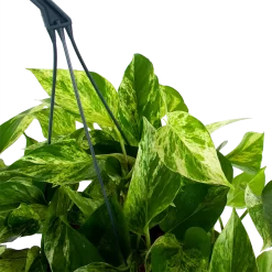 Warentuin -Warentuin scindapsus pinnatum marble queen epipremnum p17 h35 5