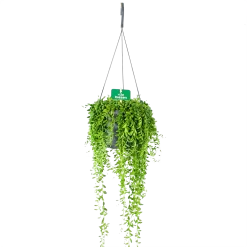 Senecio Herreianus - Erwtenplant - In Hangpot - P17 H40 - Kamerplant