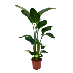 Strelitzia Nicolai - Paradijsvogelpant - P27 H180 - Kamerplant