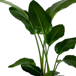 Warentuin -Warentuin strelitzia nicolai paradijsvogelpant p27 h180 5 2