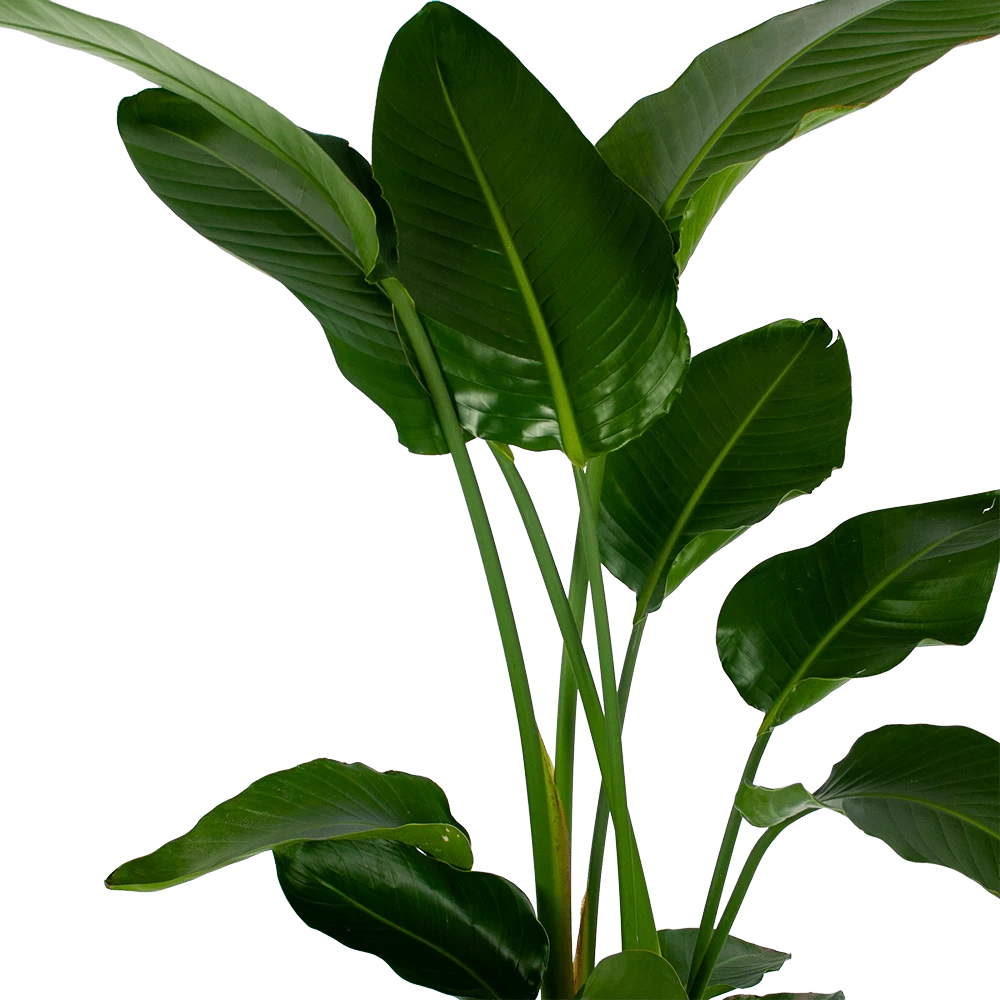 Strelitzia Nicolai - Paradijsvogelpant - P27 H180 - Kamerplant 2 Strelitzia Nicolai - Paradijsvogelpant - P27 H180 - Kamerplant - Afbeelding 2