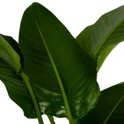 Strelitzia Nicolai - Paradijsvogelpant - P27 H180 - Kamerplant 6 Strelitzia Nicolai - Paradijsvogelpant - P27 H180 - Kamerplant -Warentuin strelitzia nicolai paradijsvogelpant p27 h180 6 2