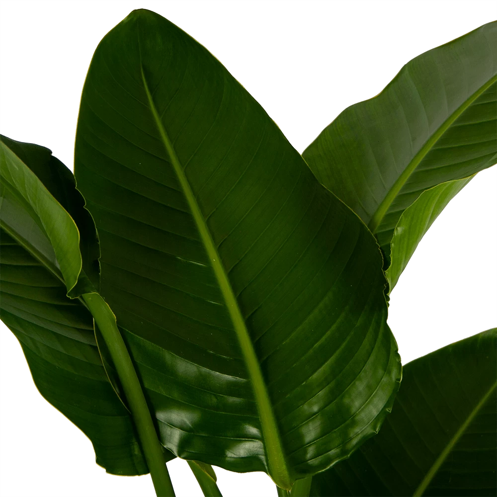 Strelitzia Nicolai - Paradijsvogelpant - P27 H180 - Kamerplant 3 Strelitzia Nicolai - Paradijsvogelpant - P27 H180 - Kamerplant - Afbeelding 3