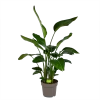 Strelitzia Nicolai - Paradijsvogelpant - P32,5 H165 - Kamerplant