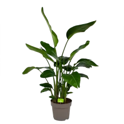 Strelitzia Nicolai - Paradijsvogelpant - P32,5 H165 - Kamerplant