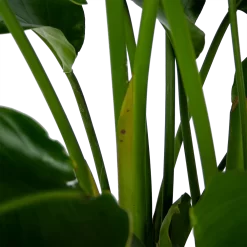 Strelitzia Nicolai - Paradijsvogelpant - P32,5 H165 - Kamerplant -Warentuin strelitzia nicolai paradijsvogelpant p32 5 h165 6