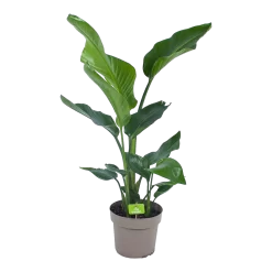Strelitzia Nicolai - Paradijsvogelplant - P17 H60 - Kamerplant