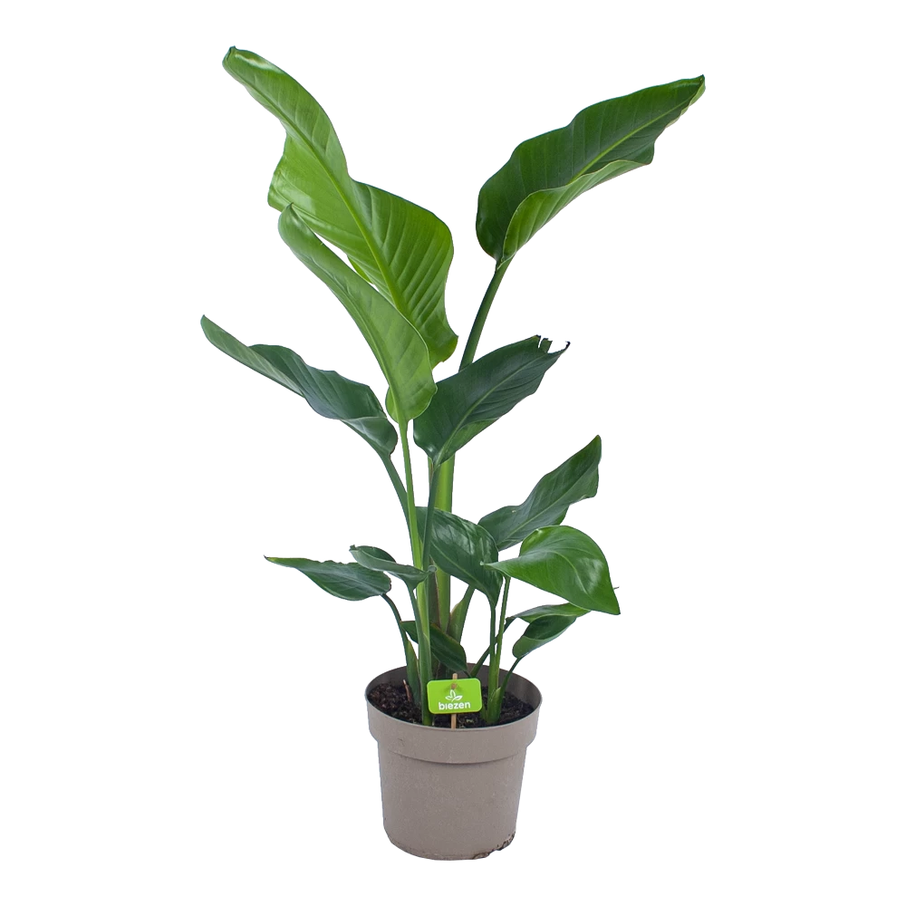 Strelitzia Nicolai - Paradijsvogelplant - P17 H60 - Kamerplant 1 Strelitzia Nicolai - Paradijsvogelplant - P17 H60 - Kamerplant