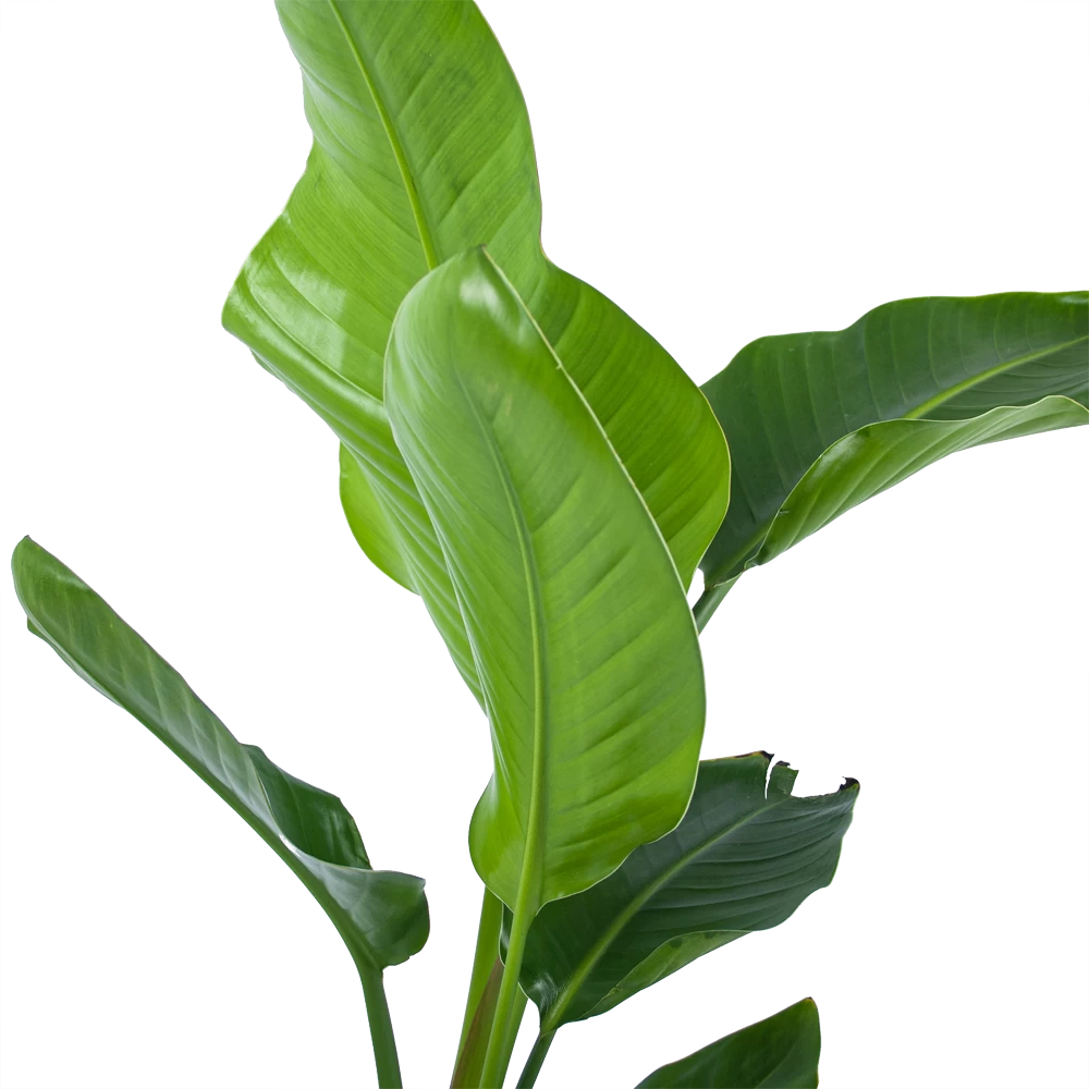 Strelitzia Nicolai - Paradijsvogelplant - P17 H60 - Kamerplant 2 Strelitzia Nicolai - Paradijsvogelplant - P17 H60 - Kamerplant - Afbeelding 2