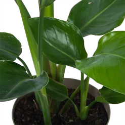 Strelitzia Nicolai - Paradijsvogelplant - P17 H60 - Kamerplant 6 Strelitzia Nicolai - Paradijsvogelplant - P17 H60 - Kamerplant -Warentuin strelitzia nicolai paradijsvogelplant p17 h60 6