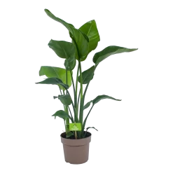 Strelitzia Nicolai - Paradijsvogelplant - P21 H90 - Kamerplant