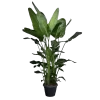 Strelitzia Nicolai - Paradijsvogelplant - P35 H200 - Kamerplant