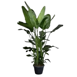 Strelitzia Nicolai - Paradijsvogelplant - P35 H200 - Kamerplant