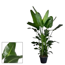 Warentuin -Warentuin strelitzia nicolai paradijsvogelplant p35 h200 2