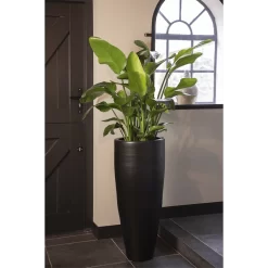 Strelitzia Nicolai - Paradijsvogelplant - P35 H200 - Kamerplant 7 Strelitzia Nicolai - Paradijsvogelplant - P35 H200 - Kamerplant -Warentuin strelitzia nicolai paradijsvogelplant p35 h200 5