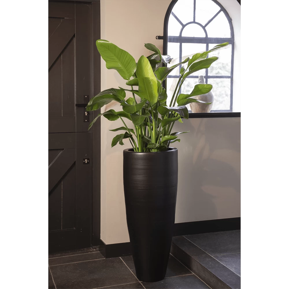 Strelitzia Nicolai - Paradijsvogelplant - P35 H200 - Kamerplant 3 Strelitzia Nicolai - Paradijsvogelplant - P35 H200 - Kamerplant - Afbeelding 3