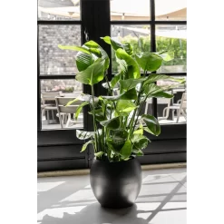 Strelitzia Nicolai - Paradijsvogelplant - P35 H200 - Kamerplant 8 Strelitzia Nicolai - Paradijsvogelplant - P35 H200 - Kamerplant -Warentuin strelitzia nicolai paradijsvogelplant p35 h200 6