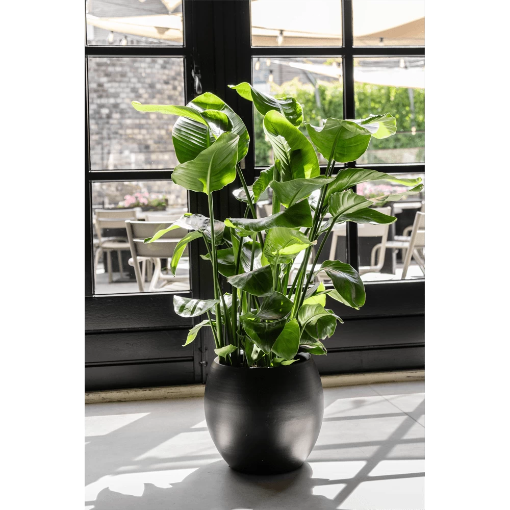Strelitzia Nicolai - Paradijsvogelplant - P35 H200 - Kamerplant 4 Strelitzia Nicolai - Paradijsvogelplant - P35 H200 - Kamerplant - Afbeelding 4
