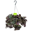 Tradescantia Little Hill - Vaderplant - In Hangpot - P17 H40 - Kamerplant