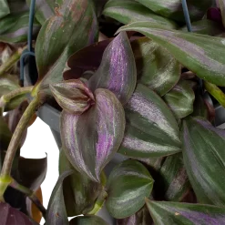 Warentuin -Warentuin tradescantia puple heart vaderplant p17 h40 5