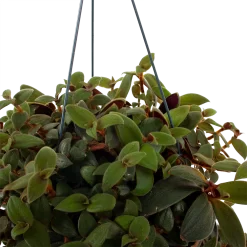 Warentuin -Warentuin tradescantia sillamotara brownhill p17 h40 5