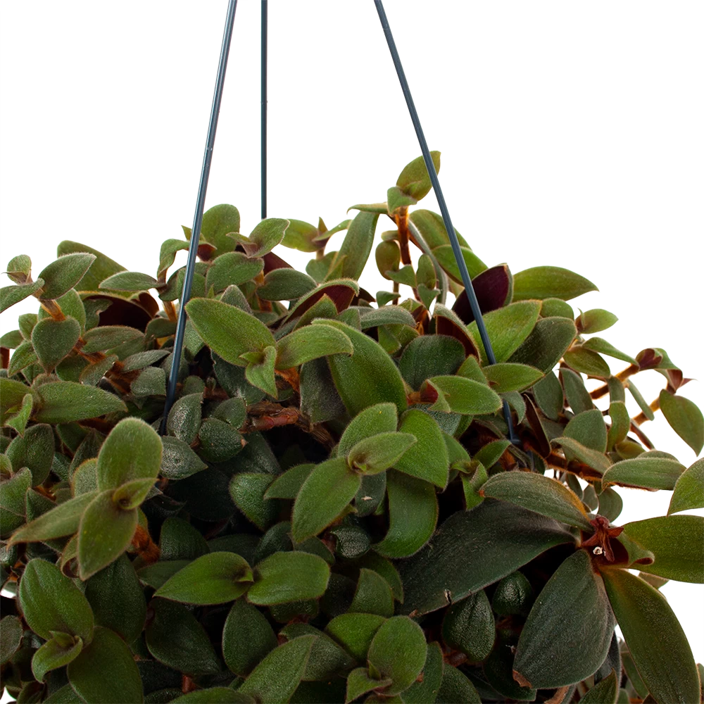 Tradescantia Sillamotara Brownhill - Vaderplant - In Hangpot - P17 H40 - Kamerplant 2 Tradescantia Sillamotara Brownhill - Vaderplant - In Hangpot - P17 H40 - Kamerplant - Afbeelding 2