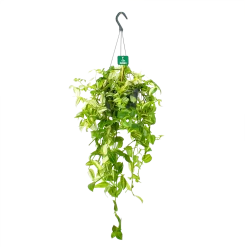 Tradescantia Yellow Hill - Vaderplant - In Hangpot - P17 H40 - Kamerplant