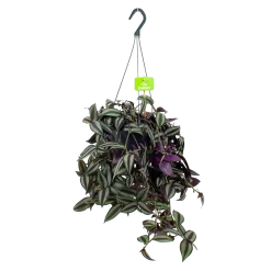 Tradescantia Zebrina - Vaderplant - In Hangpot - P17 H40 - Kamerplant