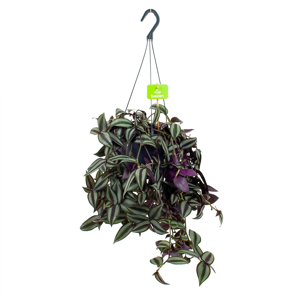 Tradescantia Zebrina - Vaderplant - In Hangpot - P17 H40 - Kamerplant 1 Tradescantia Zebrina - Vaderplant - In Hangpot - P17 H40 - Kamerplant