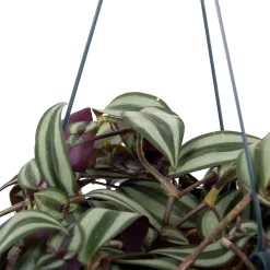 Warentuin -Warentuin tradescantia zebrina vaderplant p17 h40 5
