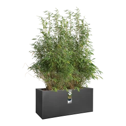 Elho Vivo Matt Finish Lang Wielen 90cm - Living Black -Warentuin vivo matt finish lang wielen 90cm living black 3 1